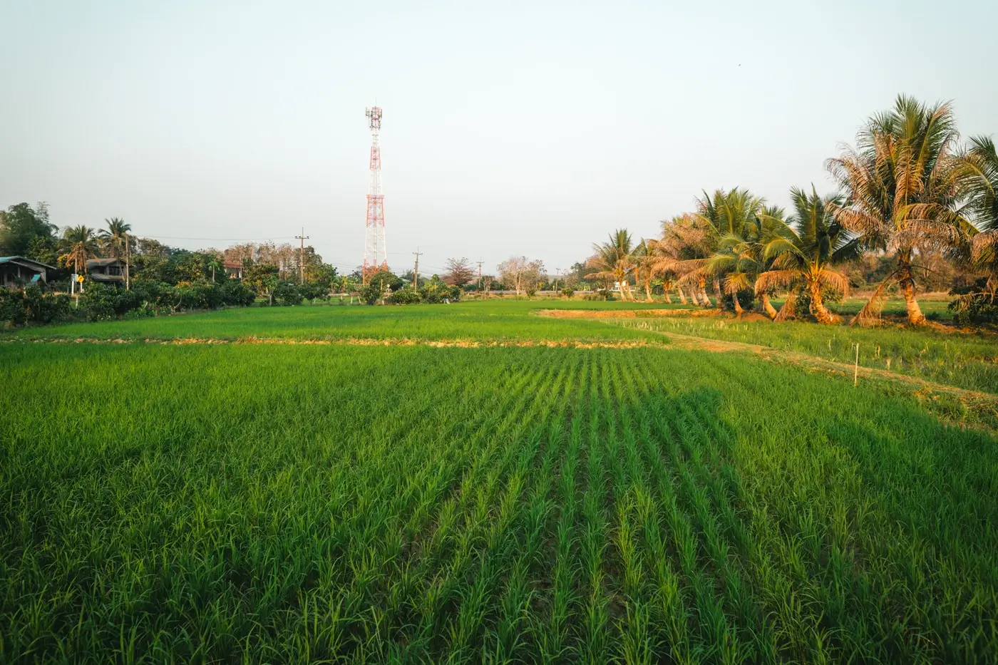 Western Blossoms Farmland at Shankarpally
